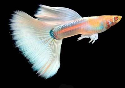 Albino Veritas guppy