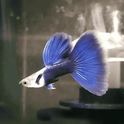 Hybrid guppy