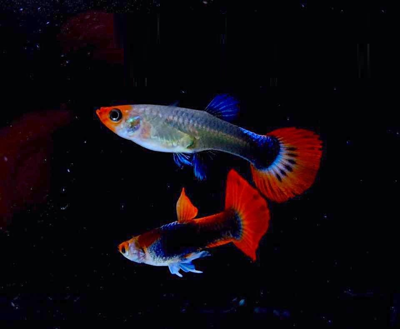 Koi variety guppy