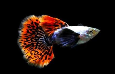 Mosaic guppy