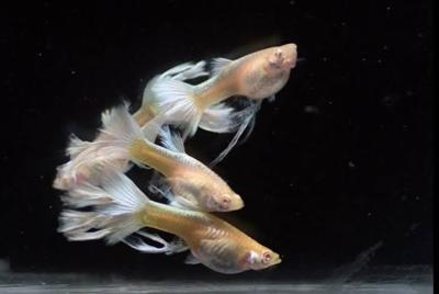 Swallow guppy